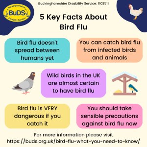 Bird Flu – What You Need To Know (EasyRead) – BuDS