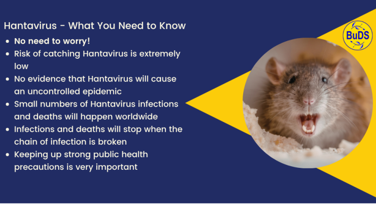A blue and yellow infographic. On the right is a circle containing a picture of arat with its teeth bared. On the left is a text section reading: "Hantavirus - What You Need to Know • No need to worry! • Risk of catching Hantavirus is extremely low • No evidence that Hantavirus will cause an uncontrolled epidemic • Small numbers of Hantavirus infections and deaths will happen worldwide • Infections and deaths will stop when the chain of infection is broken • Keeping up strong public health precautions is very important". The BuDs logo is also shown.